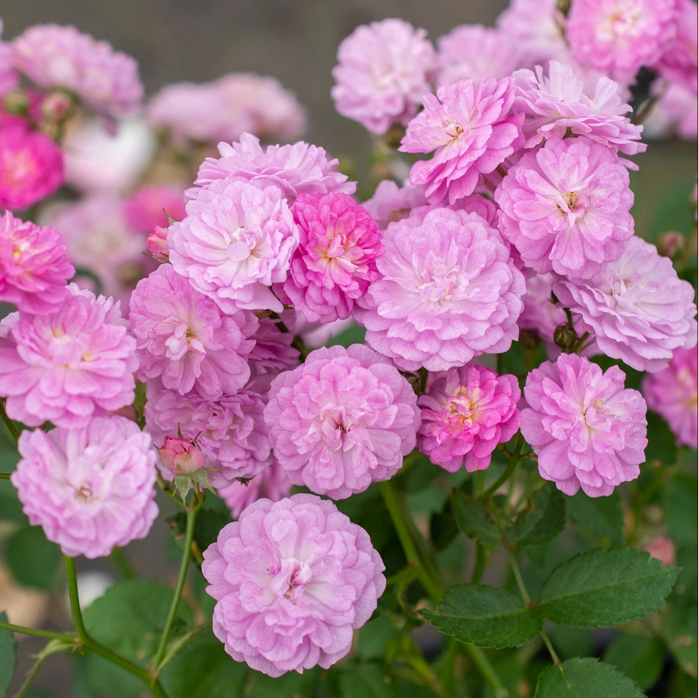 Pretty Polly® Lavender Rose