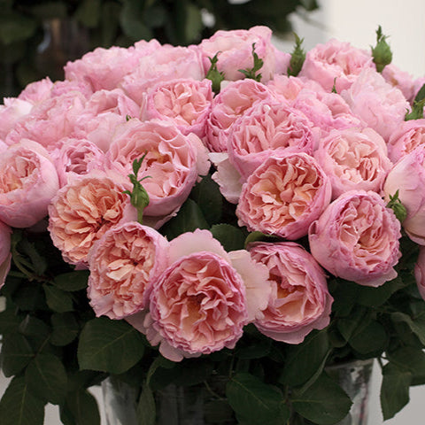 Princess Charlene de Monaco® Rose