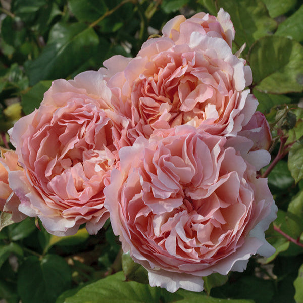 Princess Charlene de Monaco® Rose