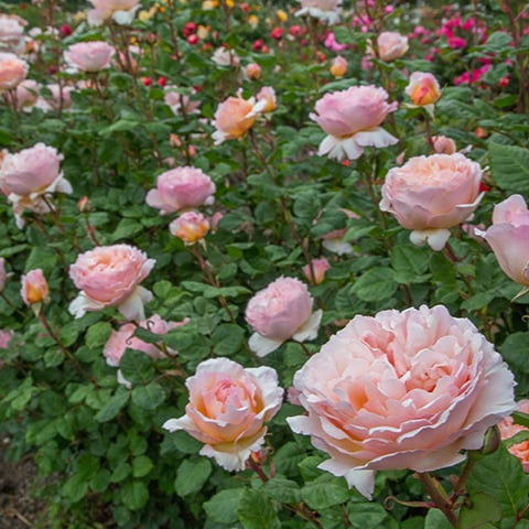 Princess Charlene de Monaco® Rose