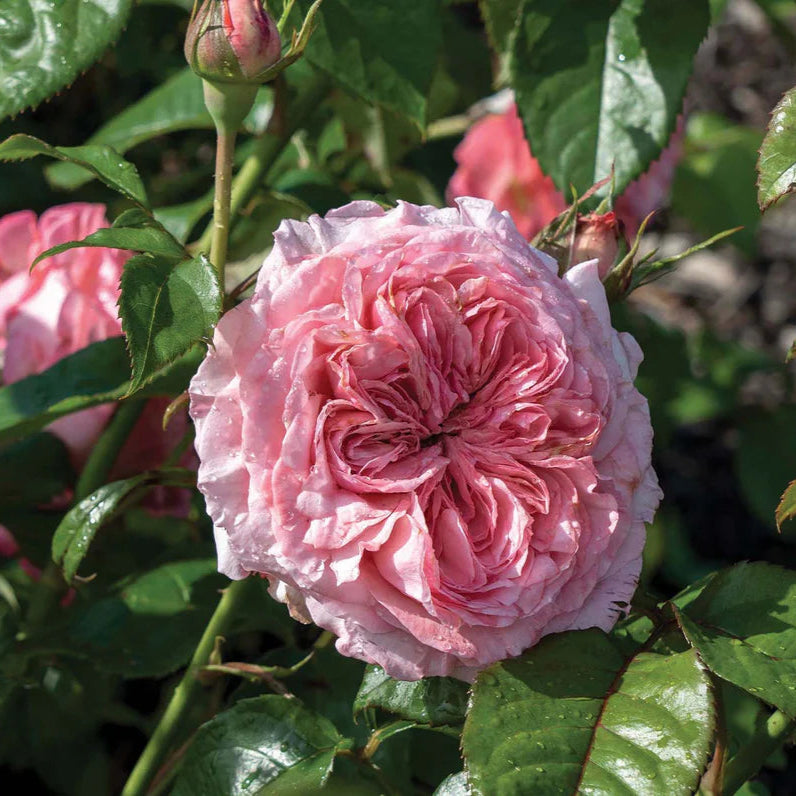 Romantica® Ball Gown Rose