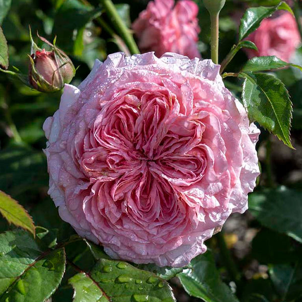 Romantica® Ball Gown Rose - The Greenhouse