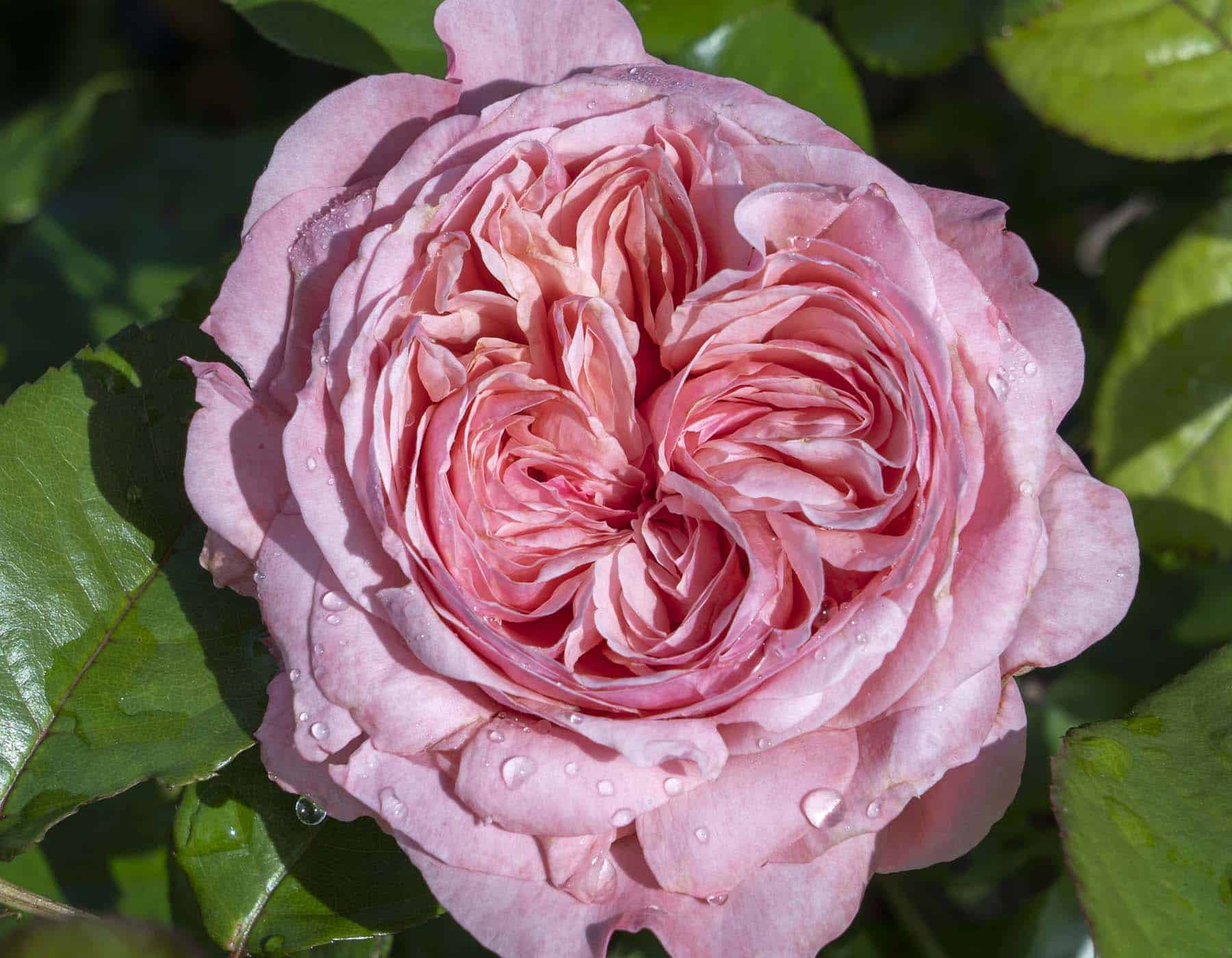 Romantica® Ball Gown Rose