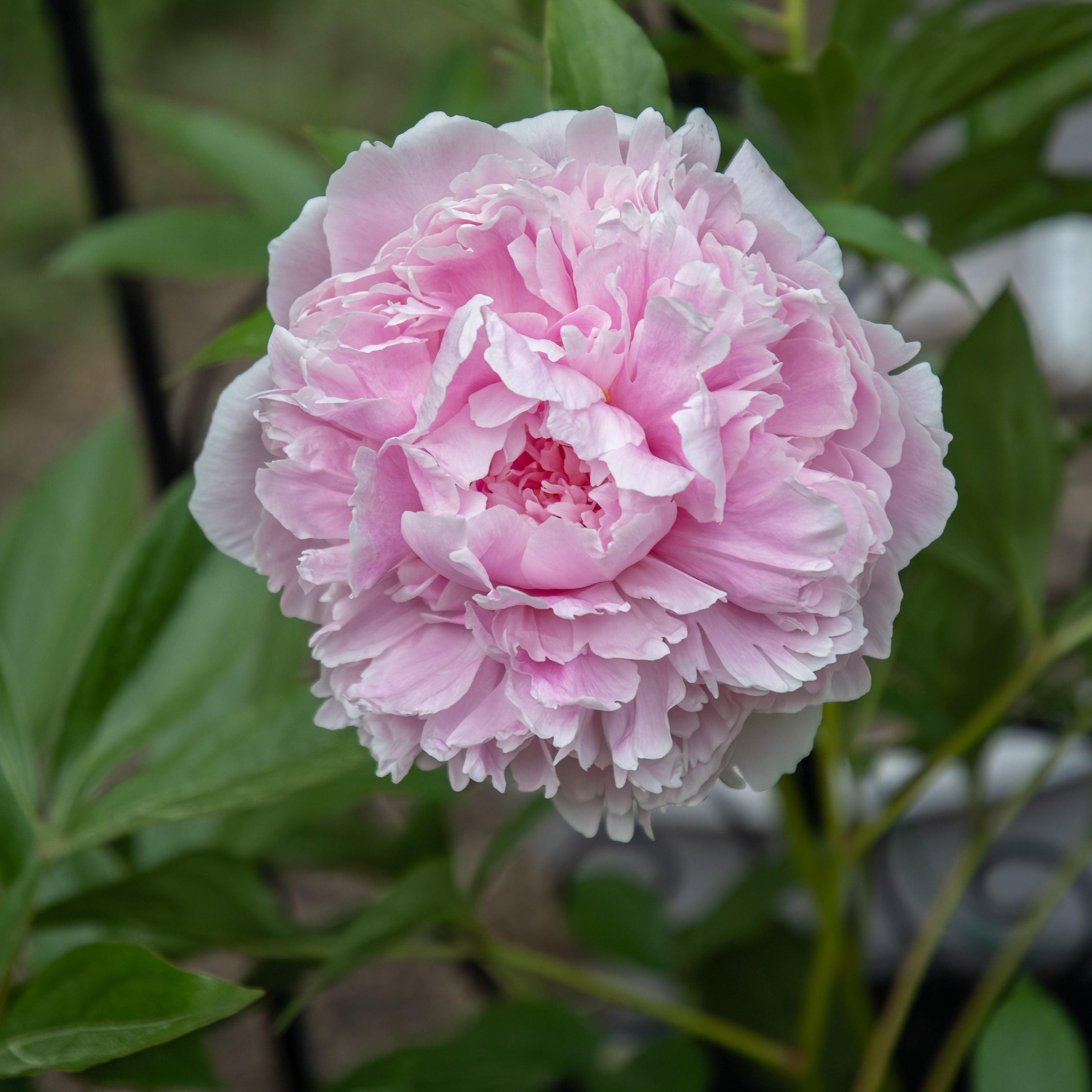 Sarah Bernhardt Peony (Bare Root)