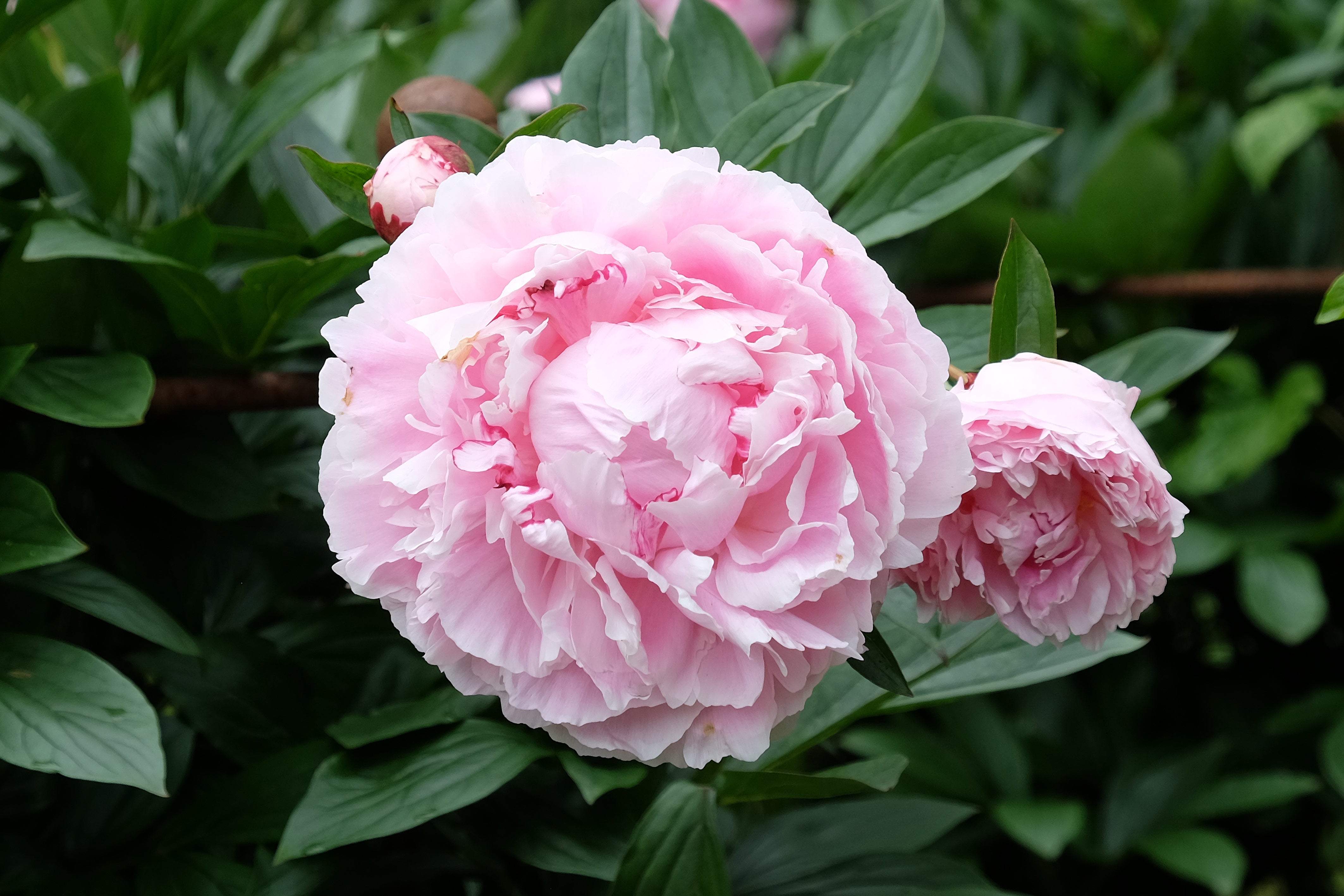 Sarah Bernhardt Peony (Bare Root)