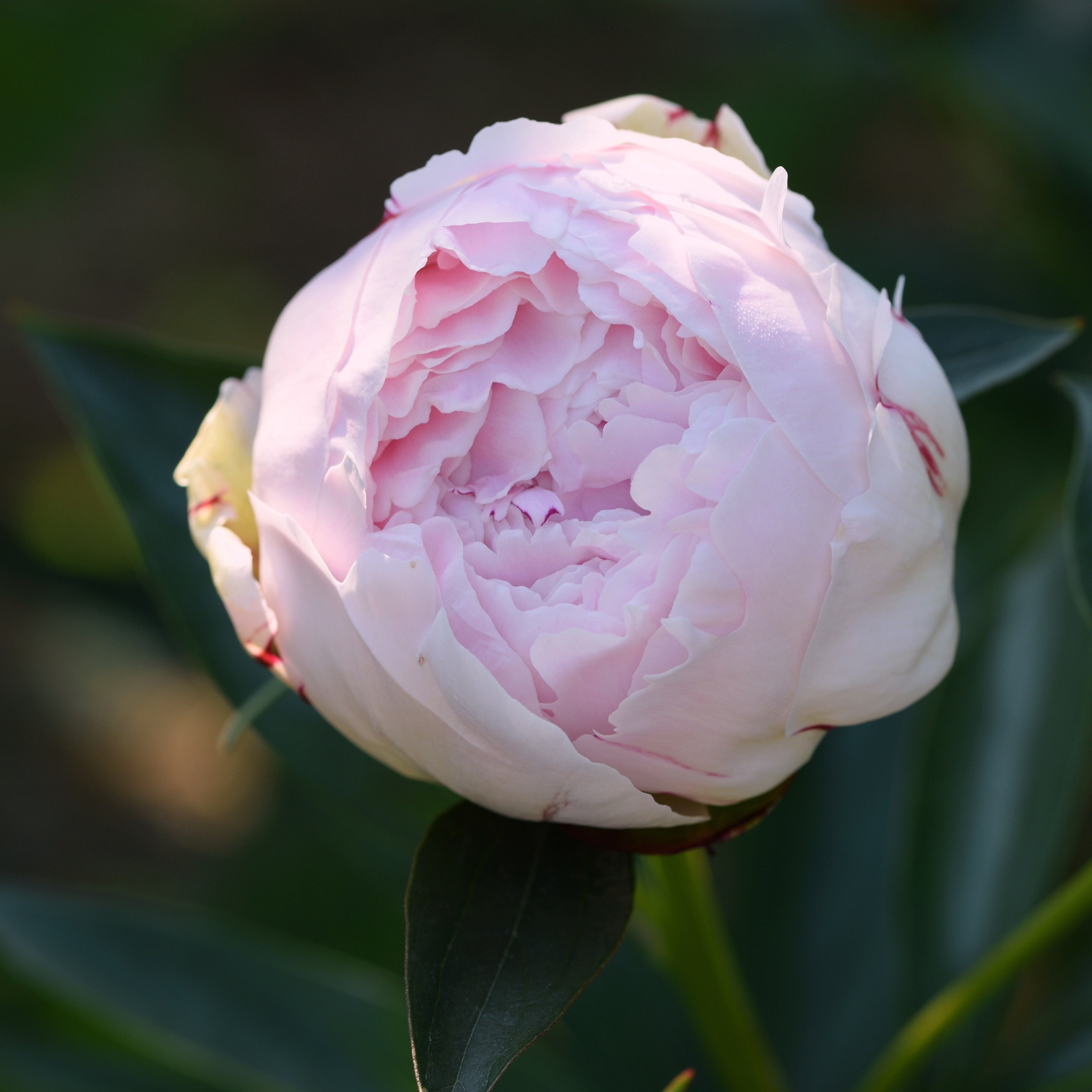 Sarah Bernhardt Peony (Bare Root)
