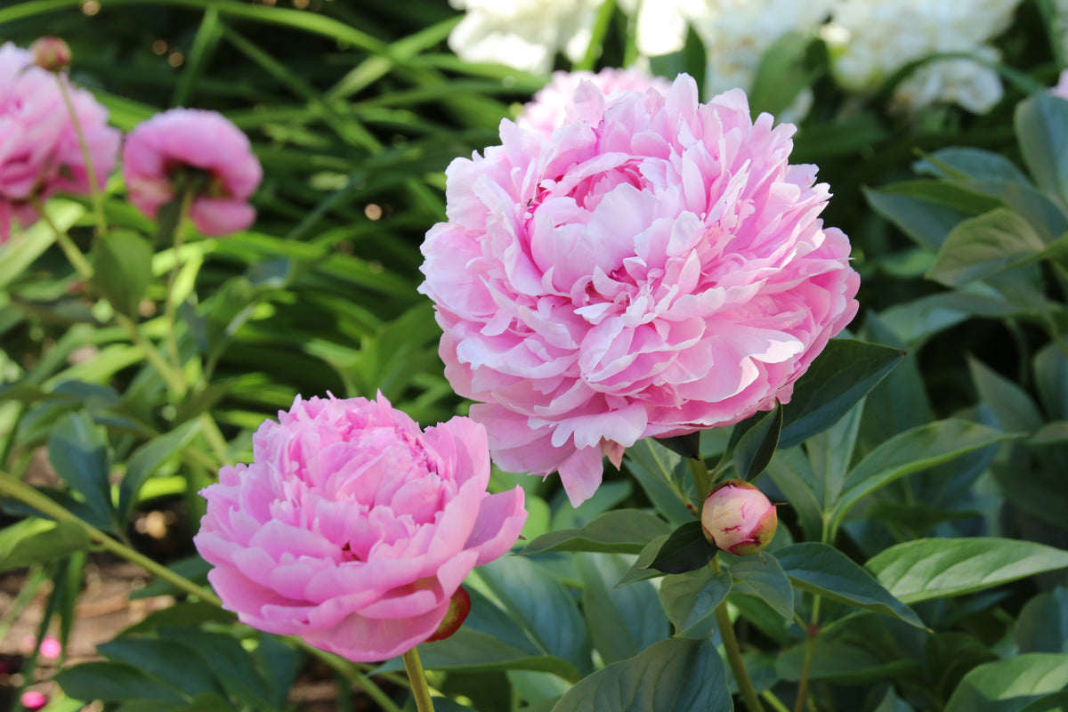 Sarah Bernhardt Peony