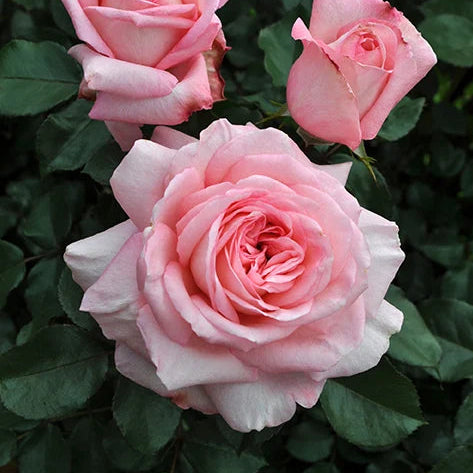 Sunbelt® Savannah™ Rose