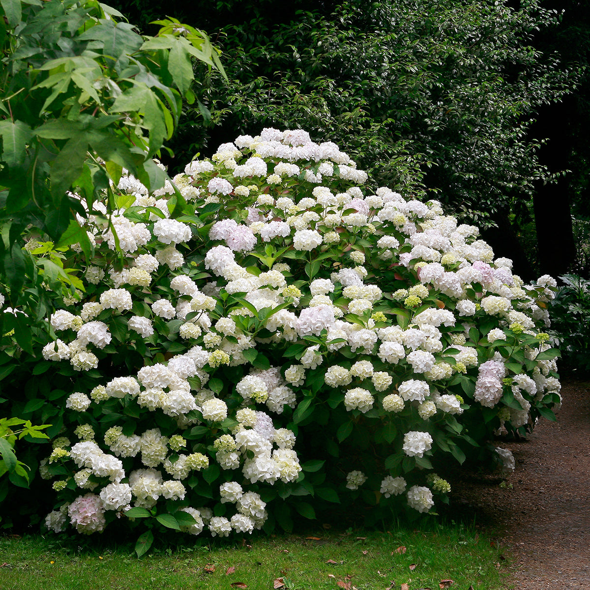 Sister Theresa Hydrangea