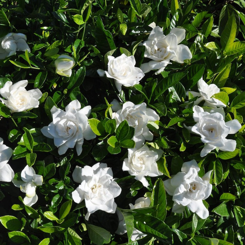Gardenia Summer Snow