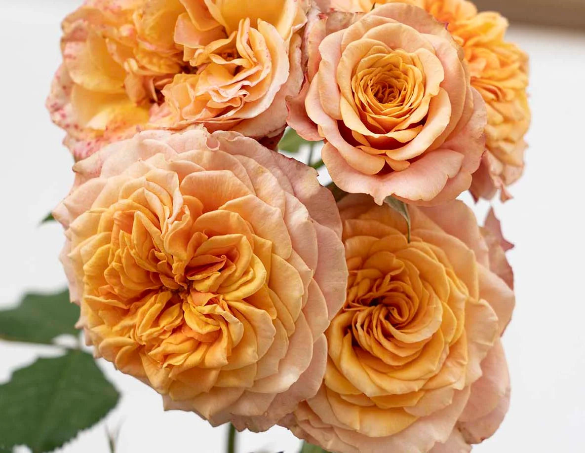 Sunbelt® Crazy Love™ Rose