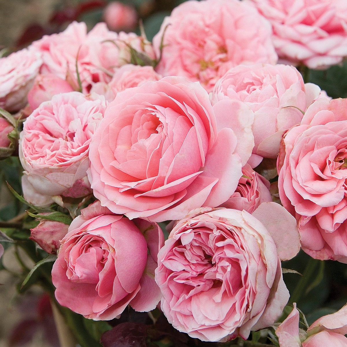 Sweet Sunblaze® Rose