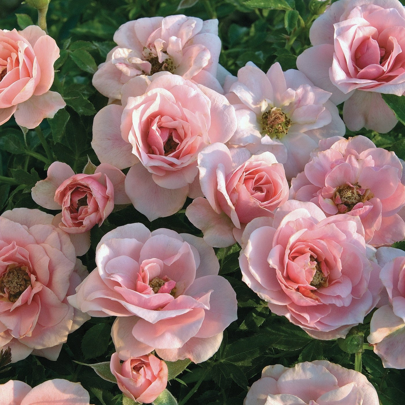 Sweet Sunblaze® Rose