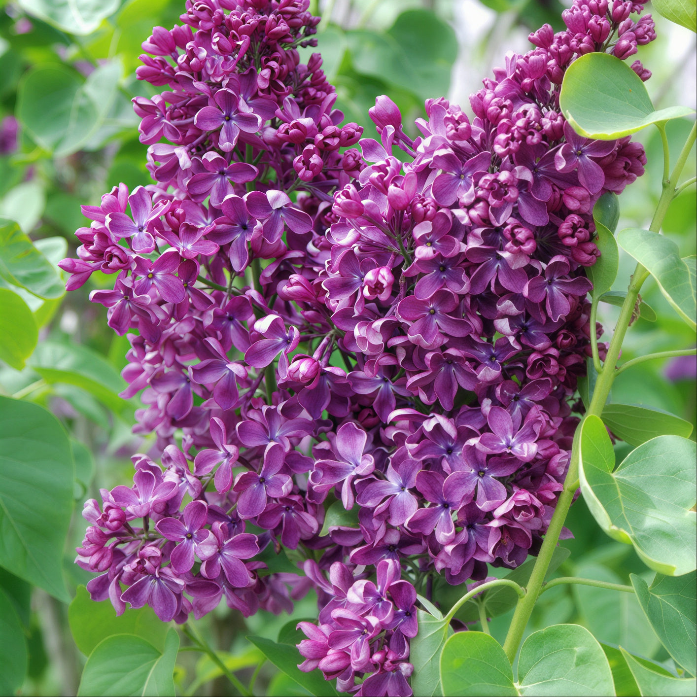 Arch Mckean Lilac