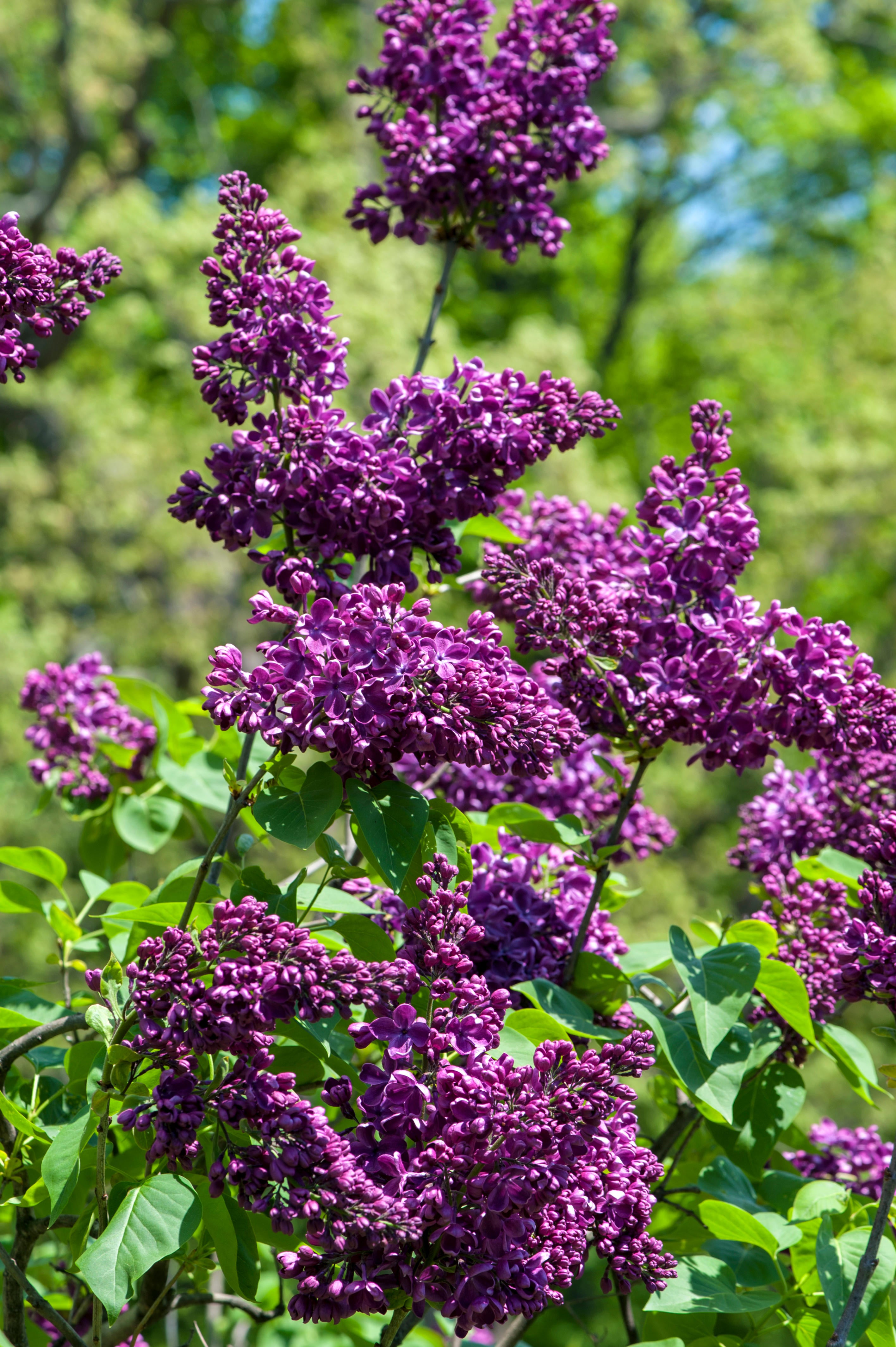 Arch Mckean Lilac
