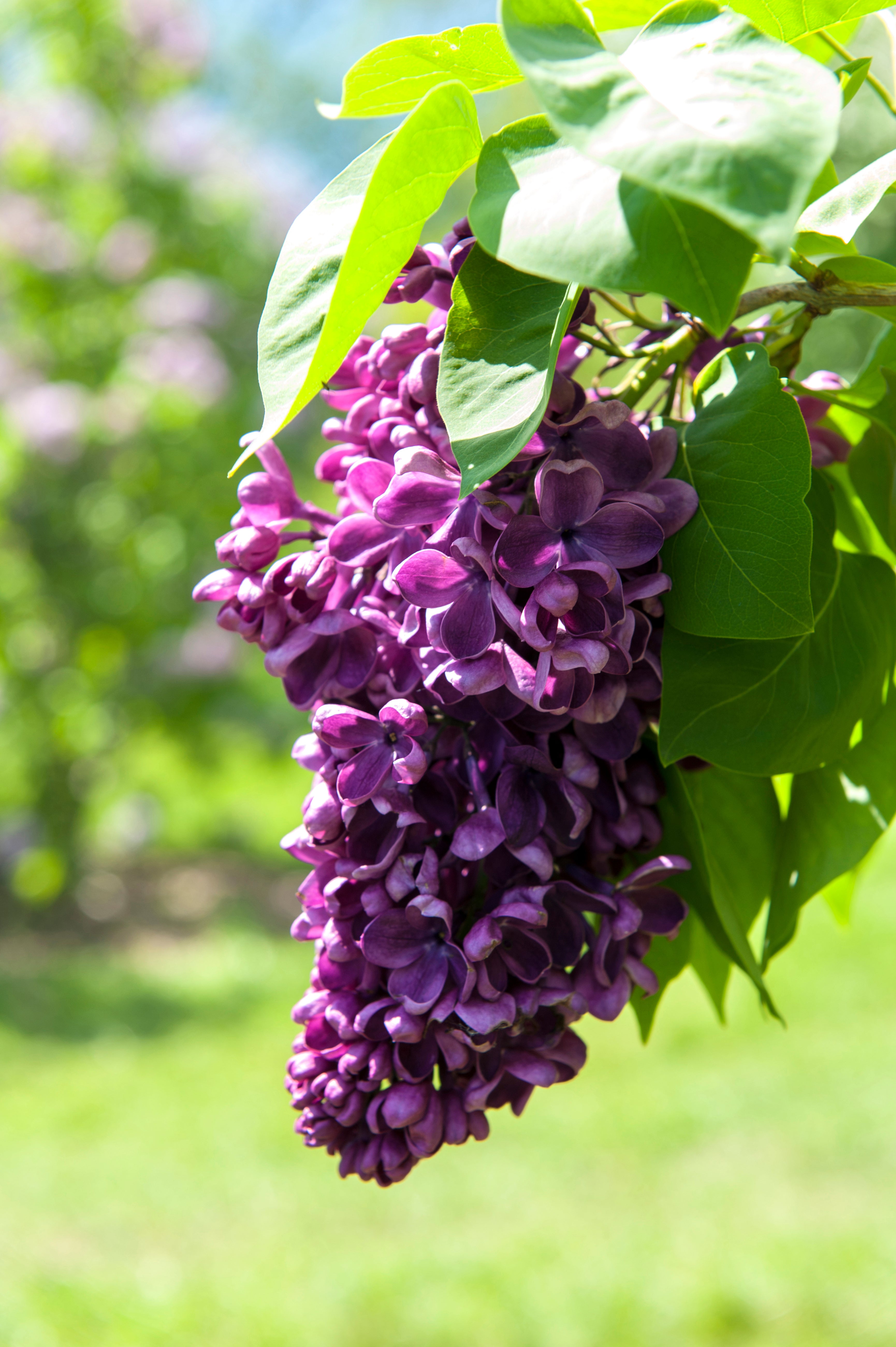 Arch Mckean Lilac