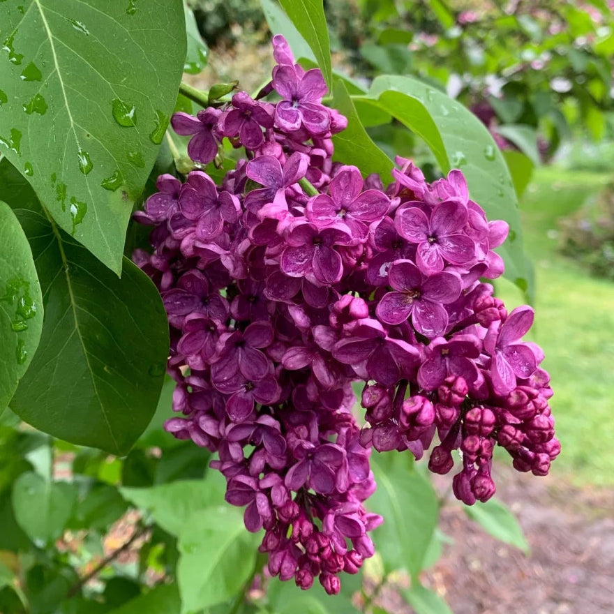 Frank Klager Lilac