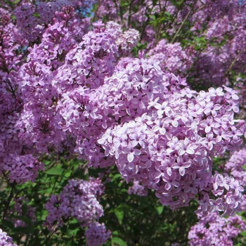Lilac Sunday