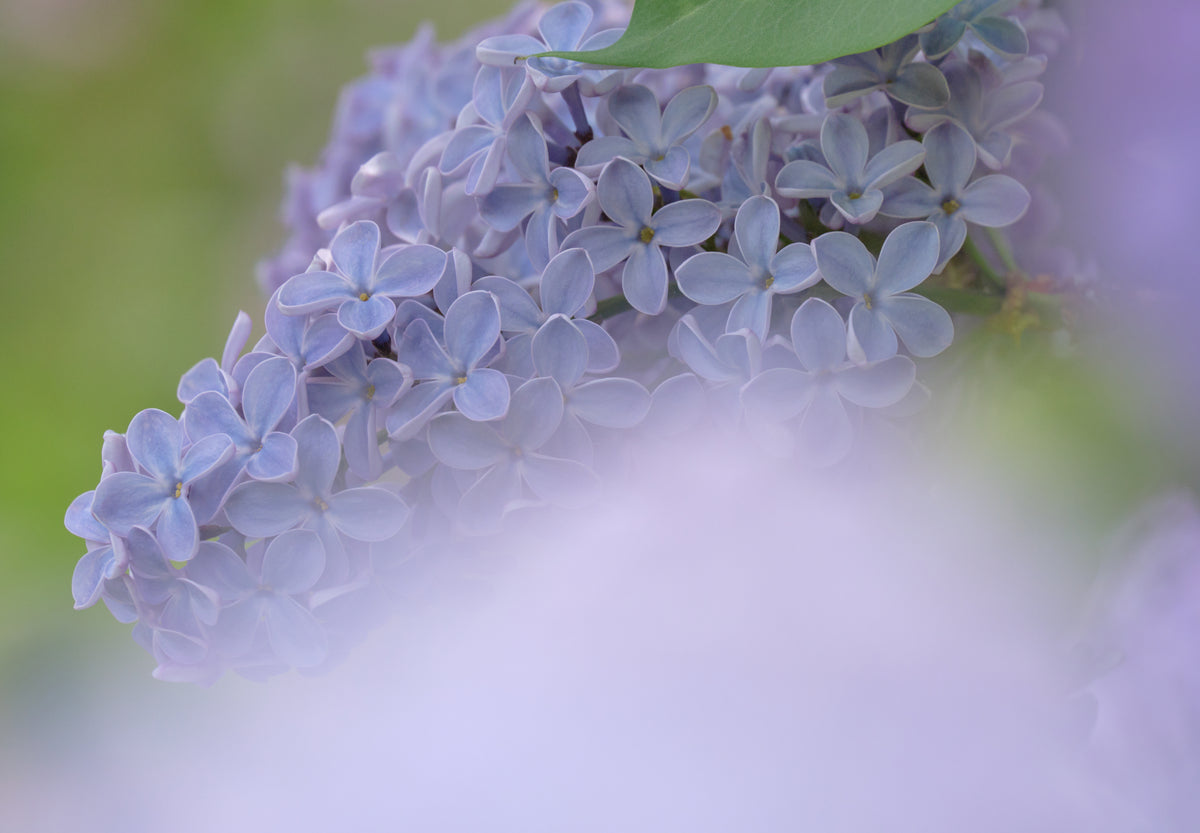 President Lincoln Lilac