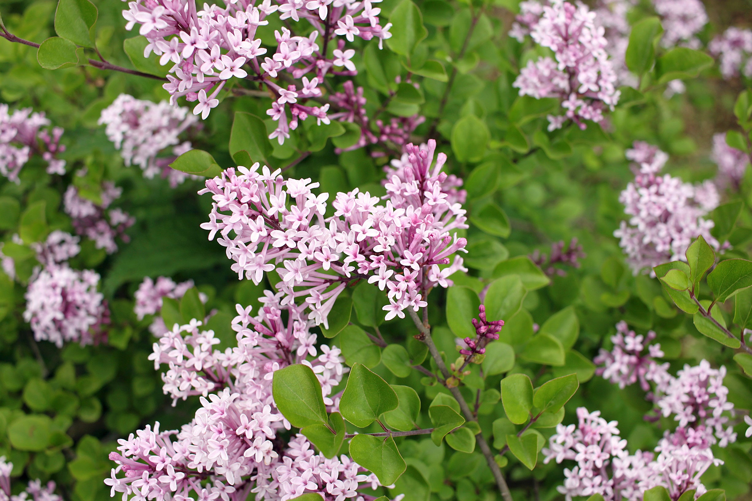 Palibin Dwarf Lilac