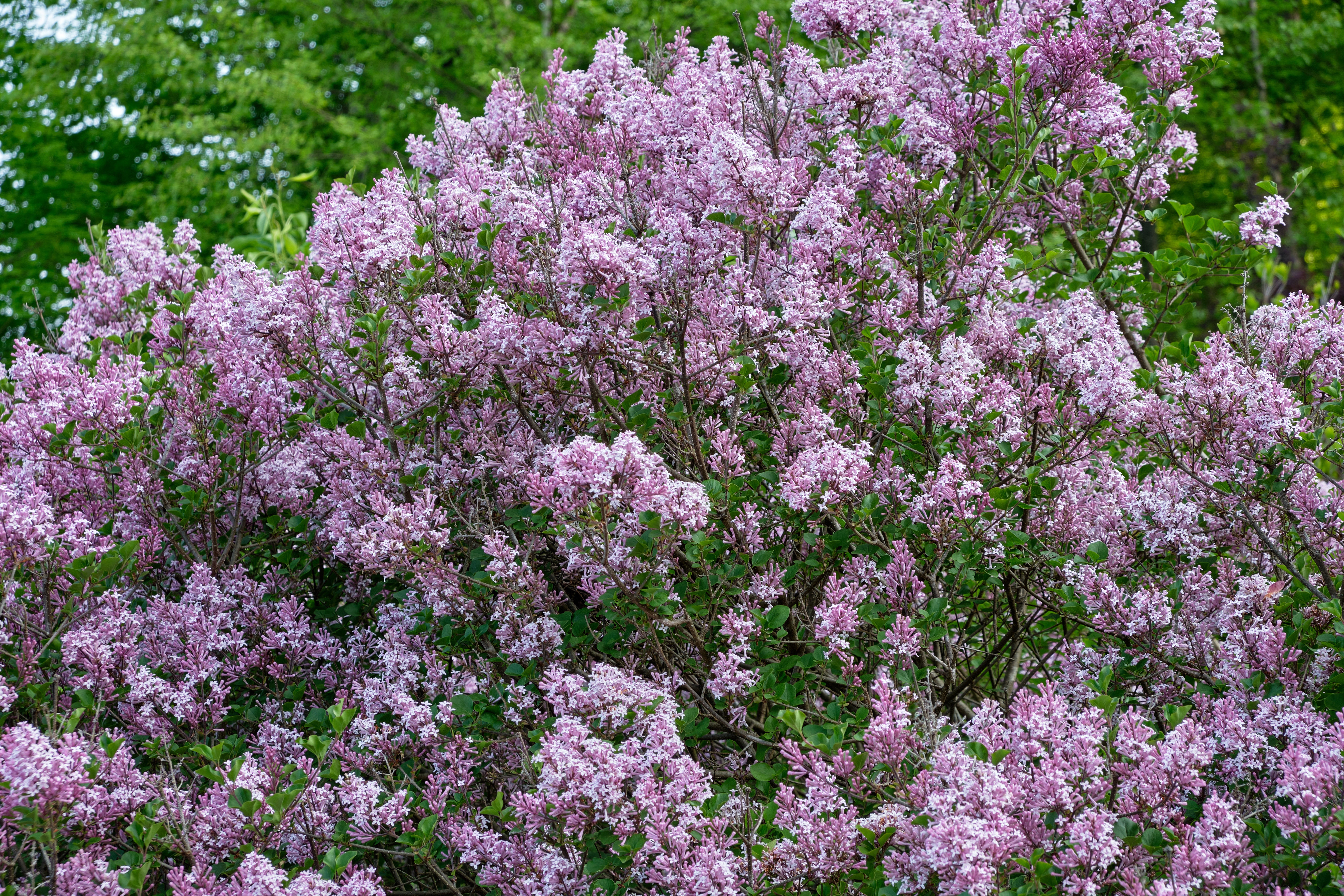 Palibin Dwarf Lilac