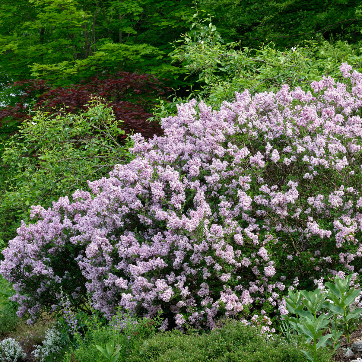 Palibin Dwarf Lilac