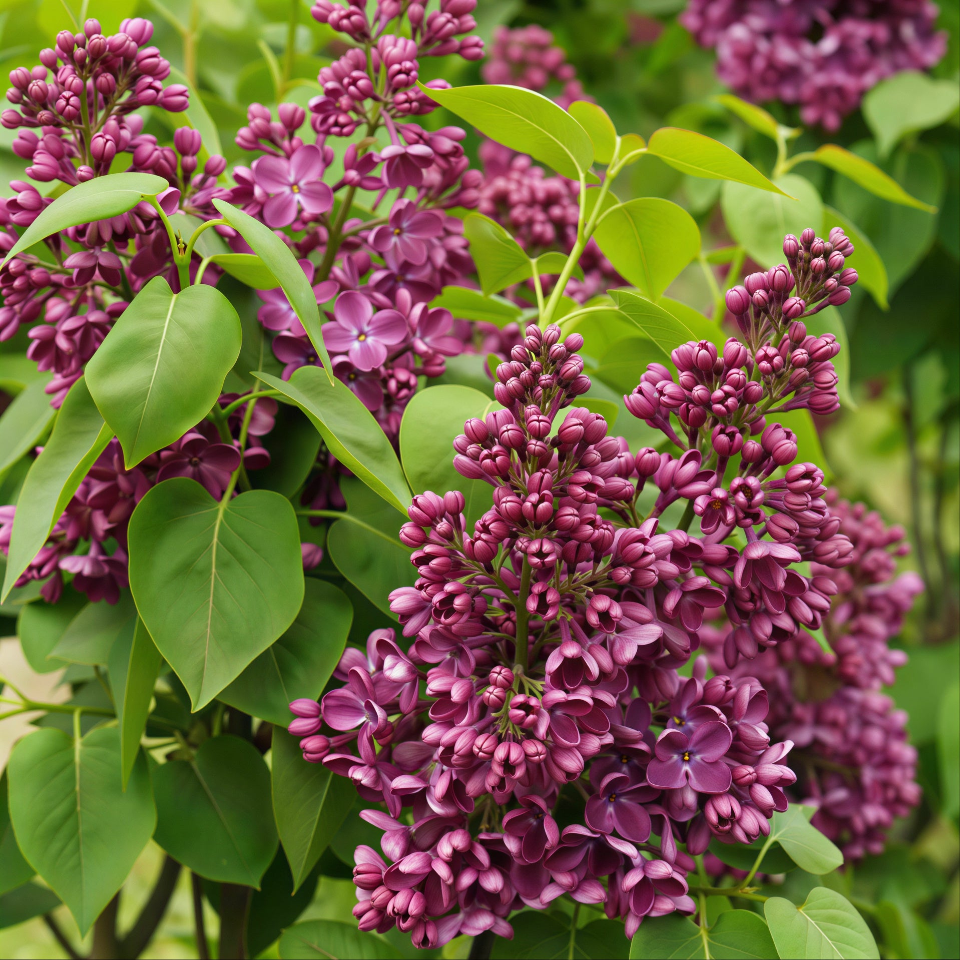 Yankee Doodle Lilac