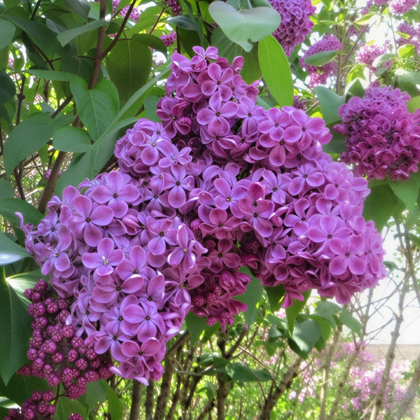 Syringa-vulgaris-Hallelujah-