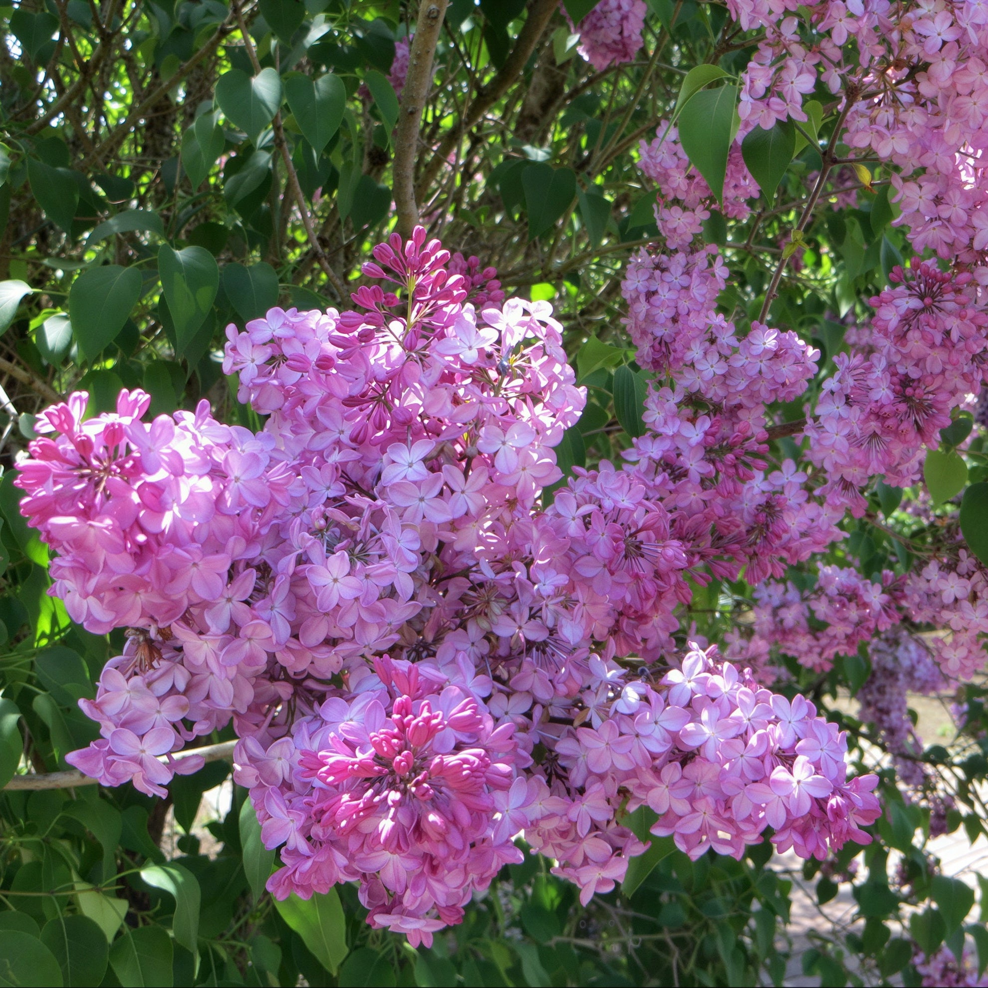 Pink Elizabeth Lilac