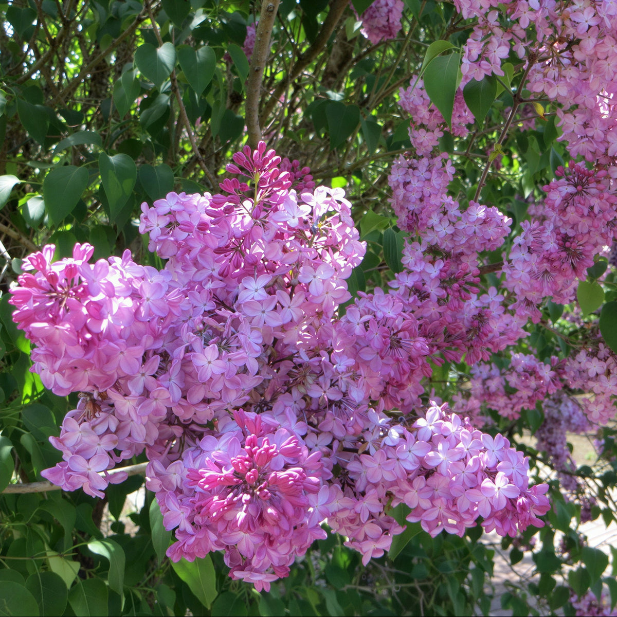 Pink Elizabeth Lilac