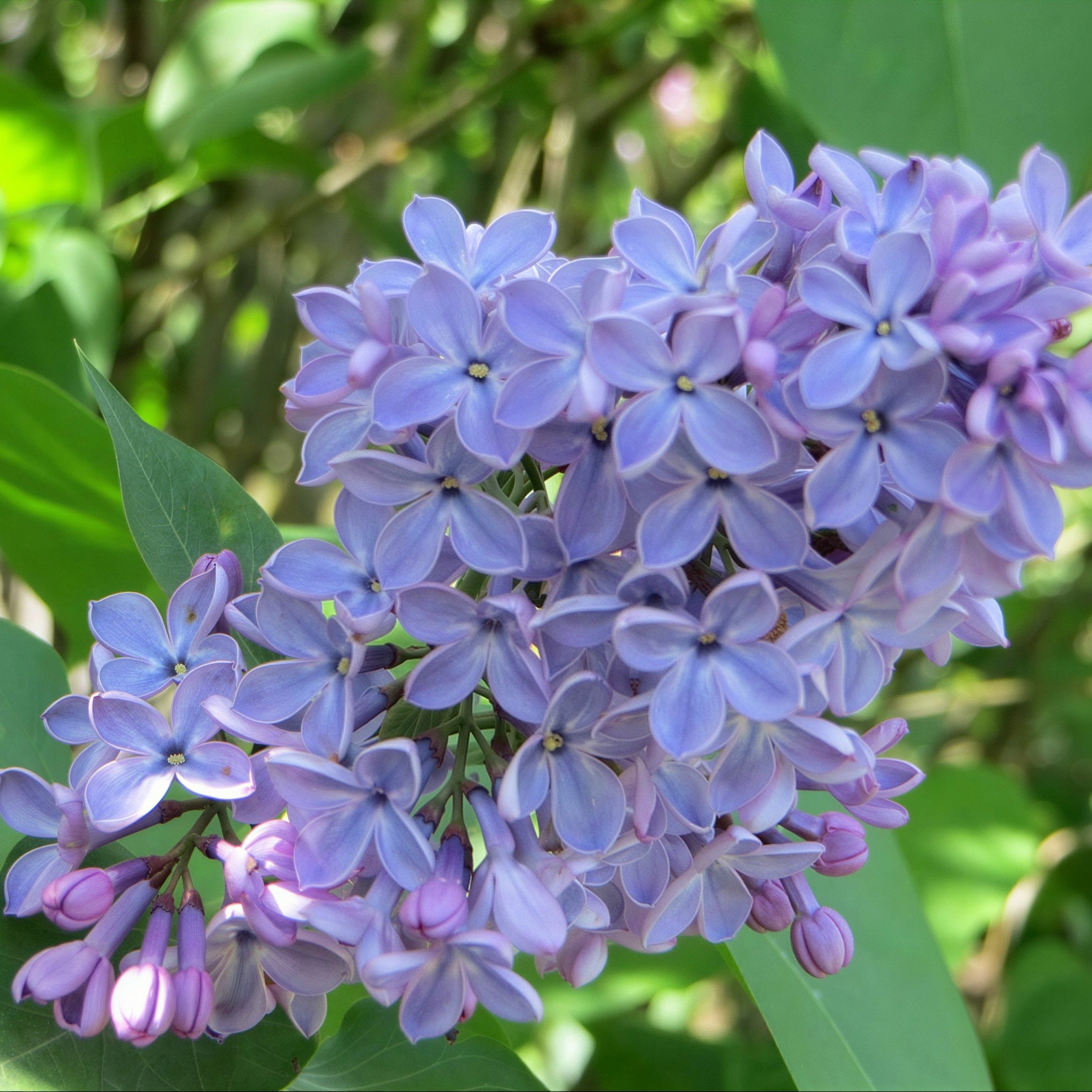 President Lincoln Lilac