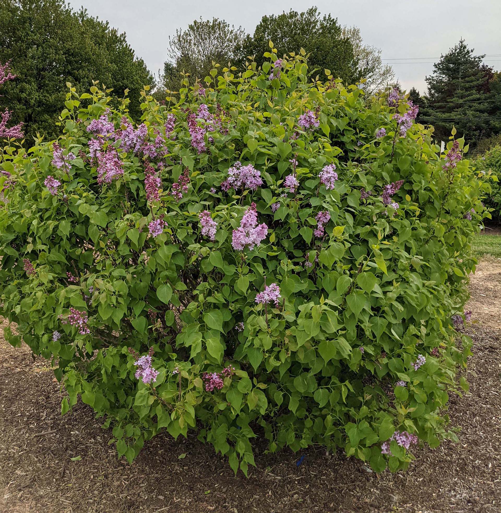 lavender vs lilac plant New Age™ Lavender Lilac