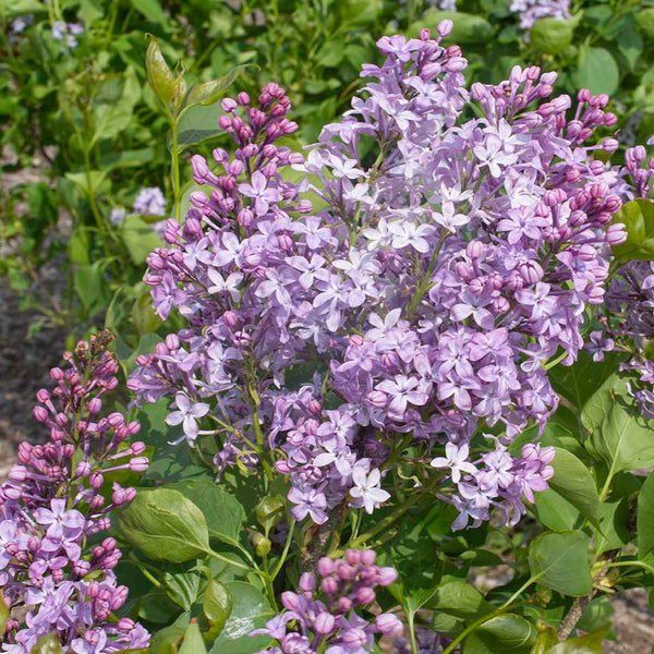 lavender vs lilac flower New Age™ Lavender Lilac