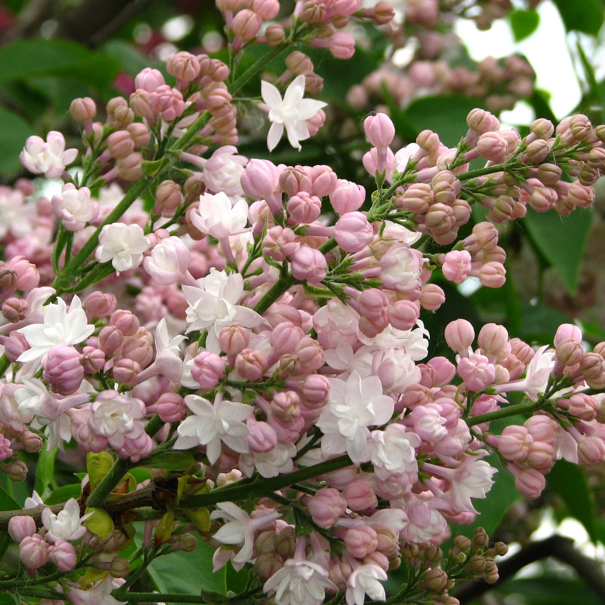 Beauty of Moscow Lilac