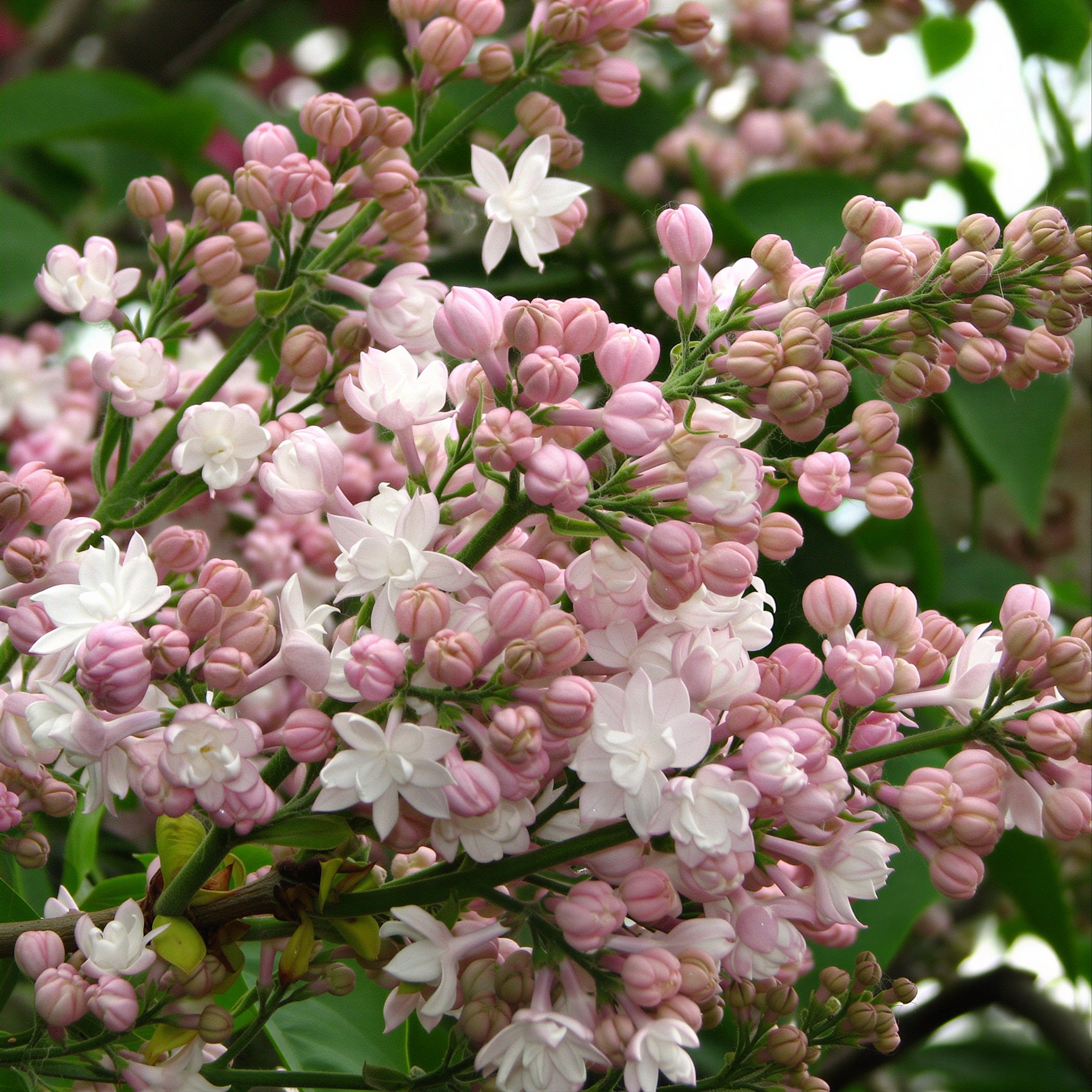 Beauty of Moscow Lilac