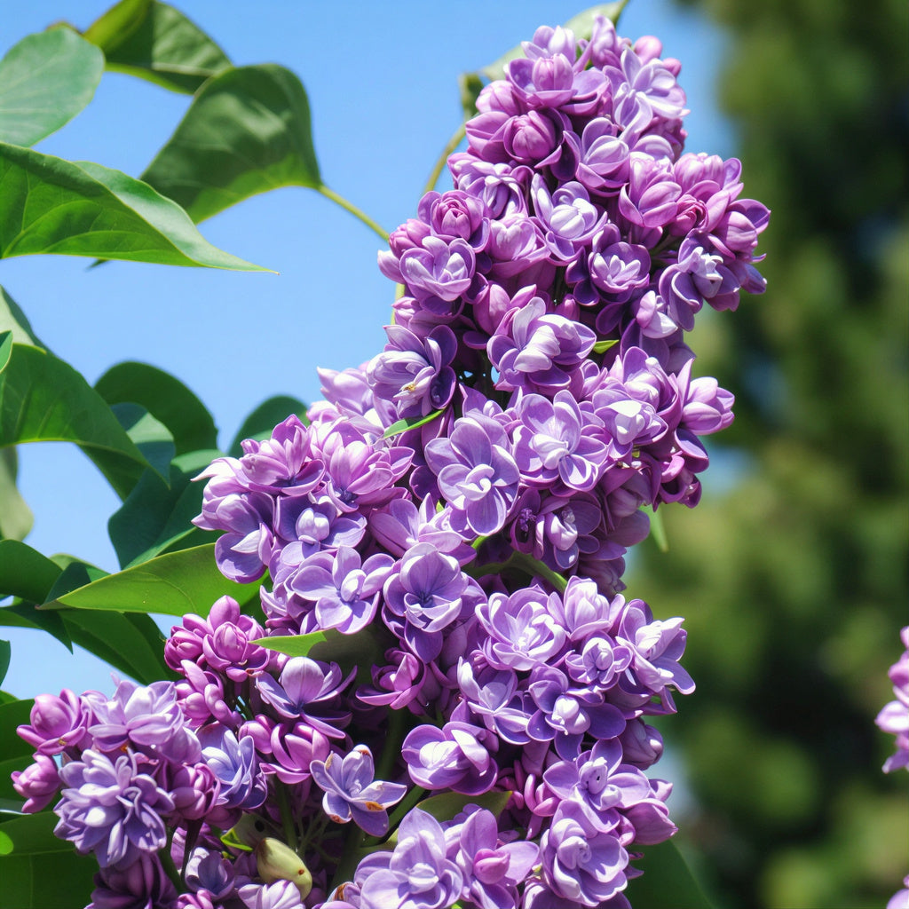 Alice Christenson Lilac