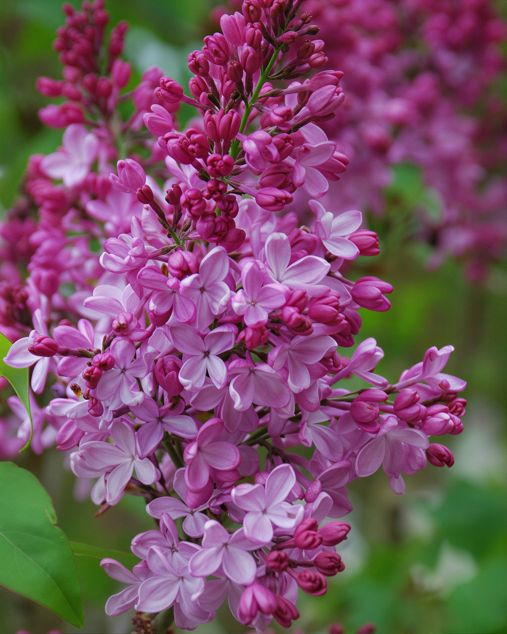 Pink Elizabeth Lilac