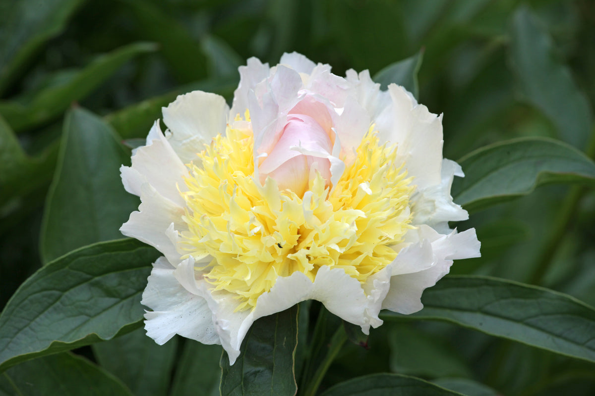 Peony ‘Top Brass’ (Bare Root)