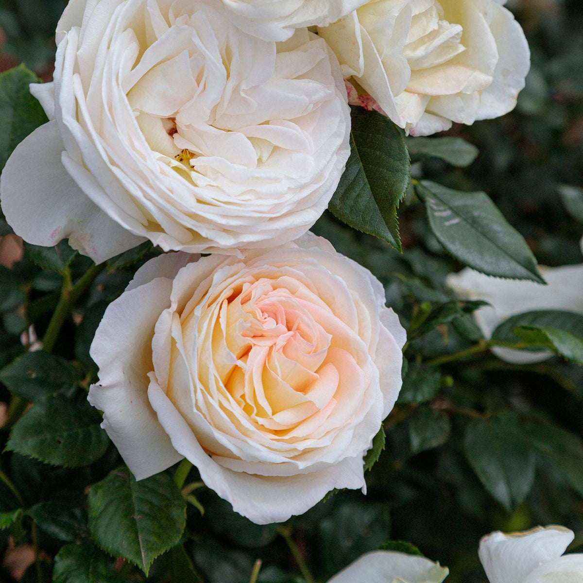 Top Cream™ Rose