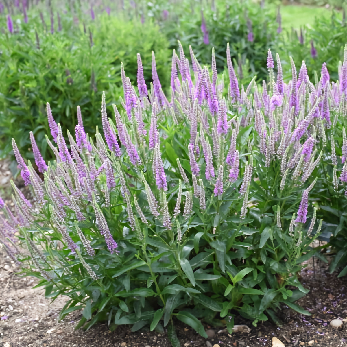 Veronica 'Da Vinci Delight'