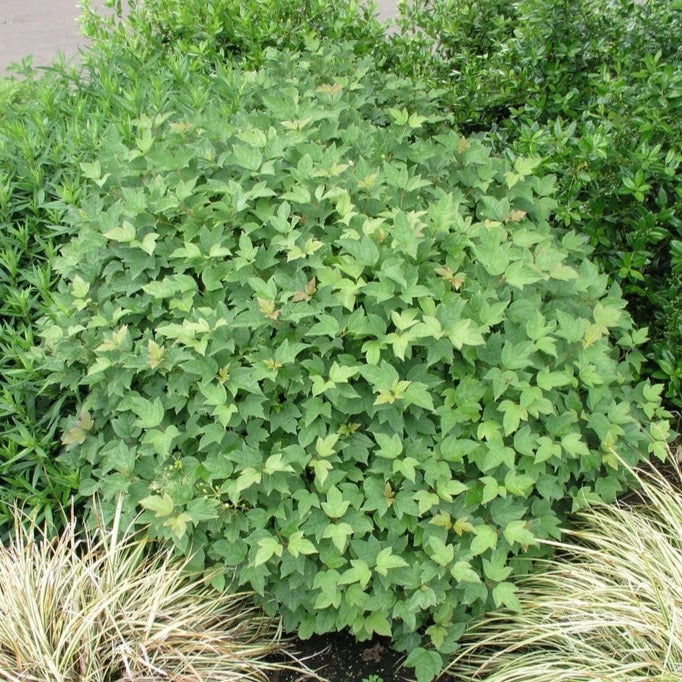 Dwarf European Cranberry Bush