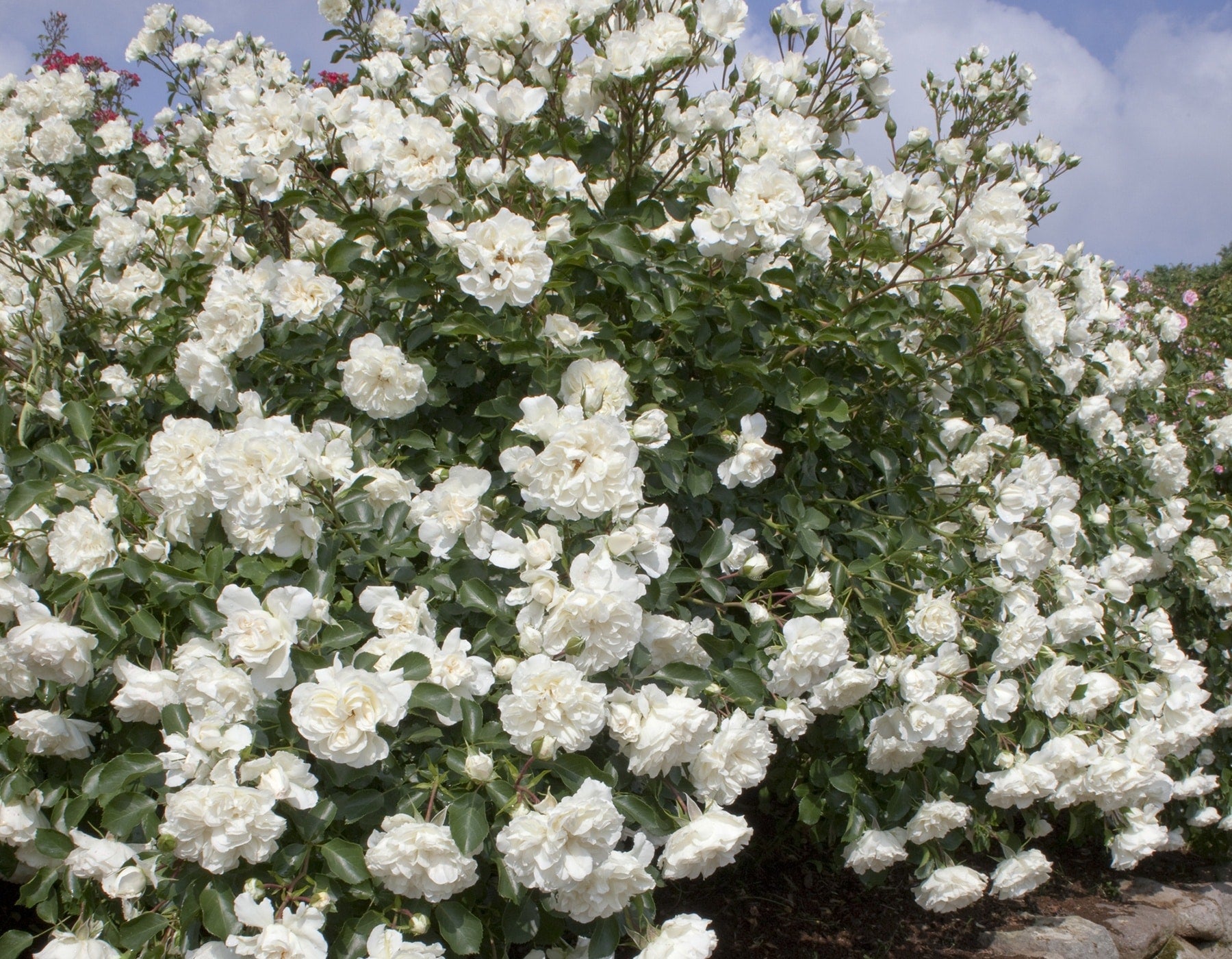 White Meidiland® Rose