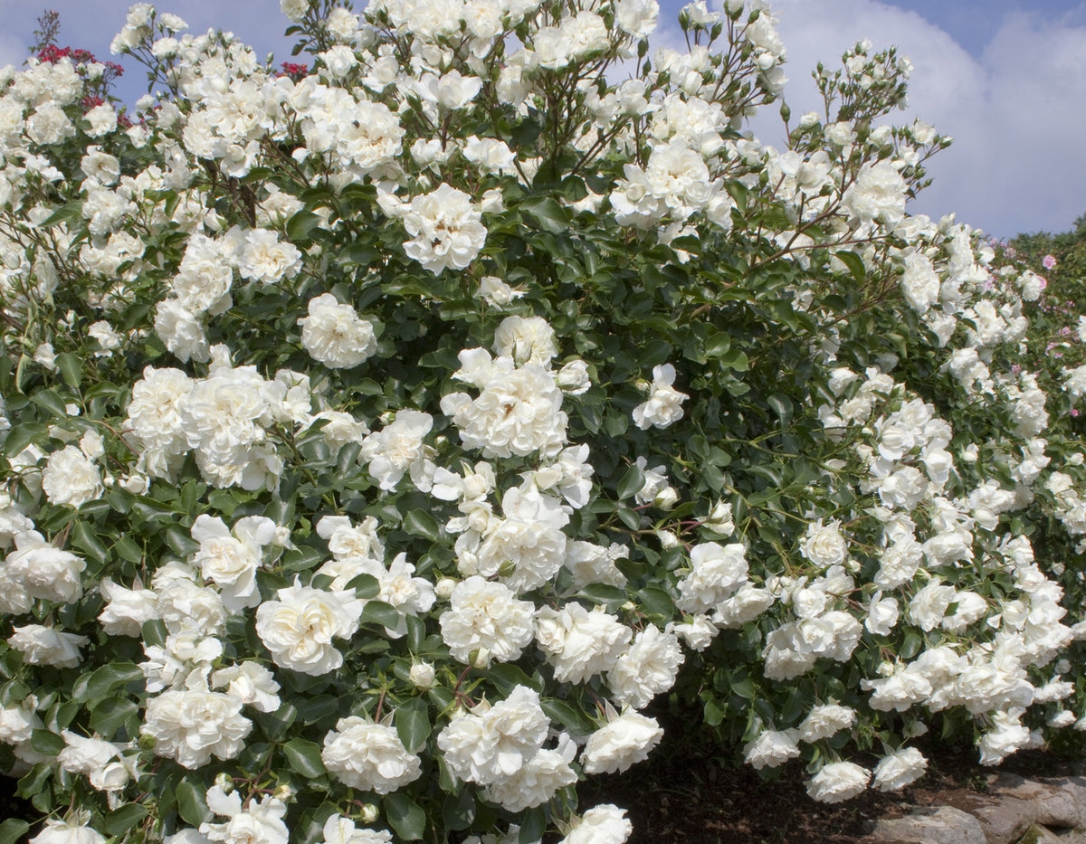 White Meidiland® Rose