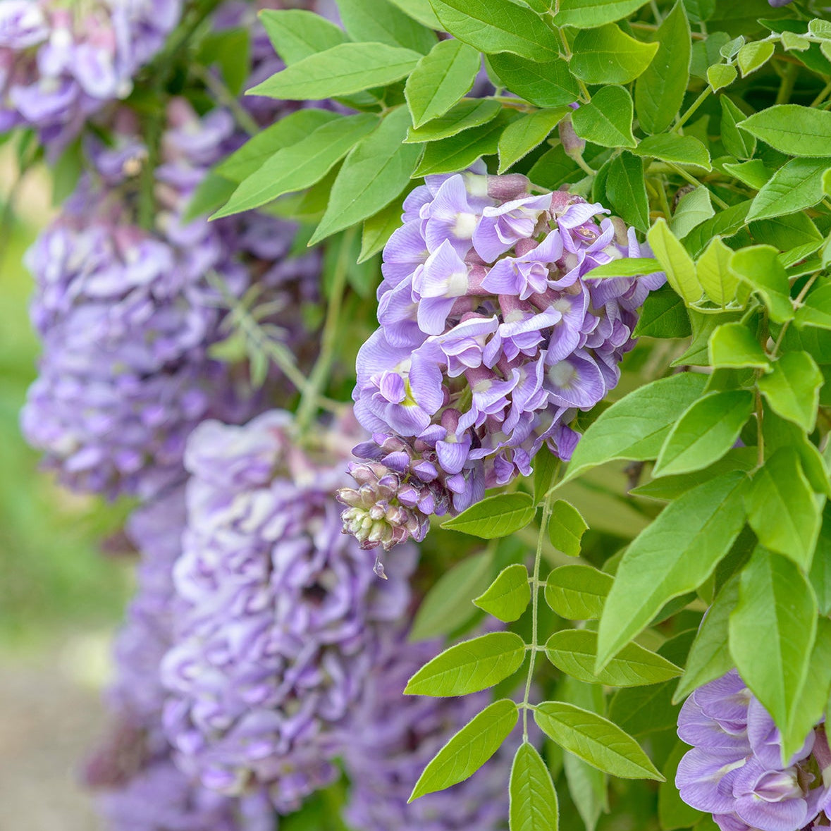 Wisteria ‘Amethyst Falls’