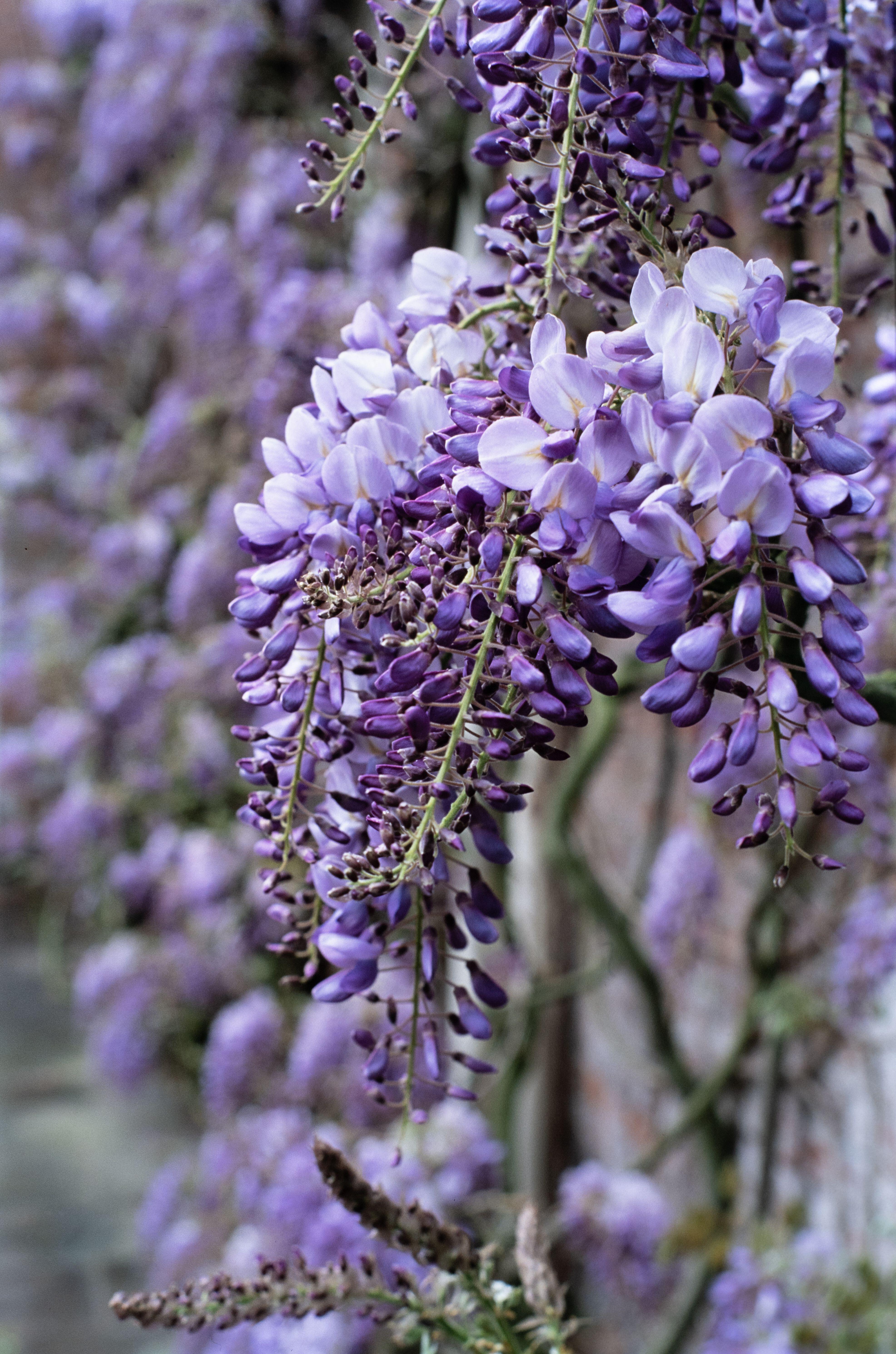 Wisteria ‘Amethyst Falls’