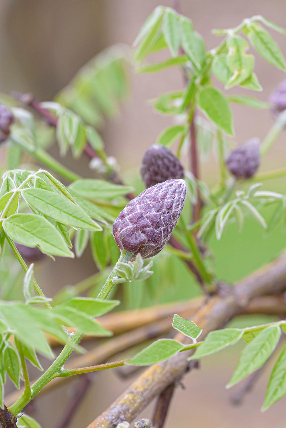 Wisteria ‘Amethyst Falls’