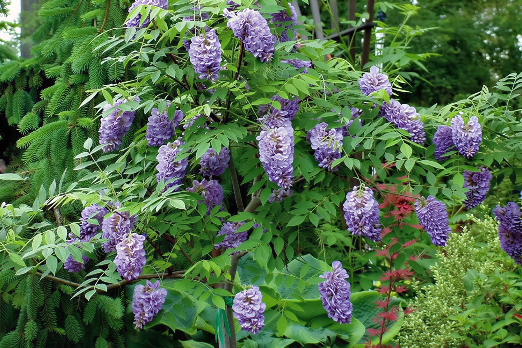 Wisteria ‘Amethyst Falls’