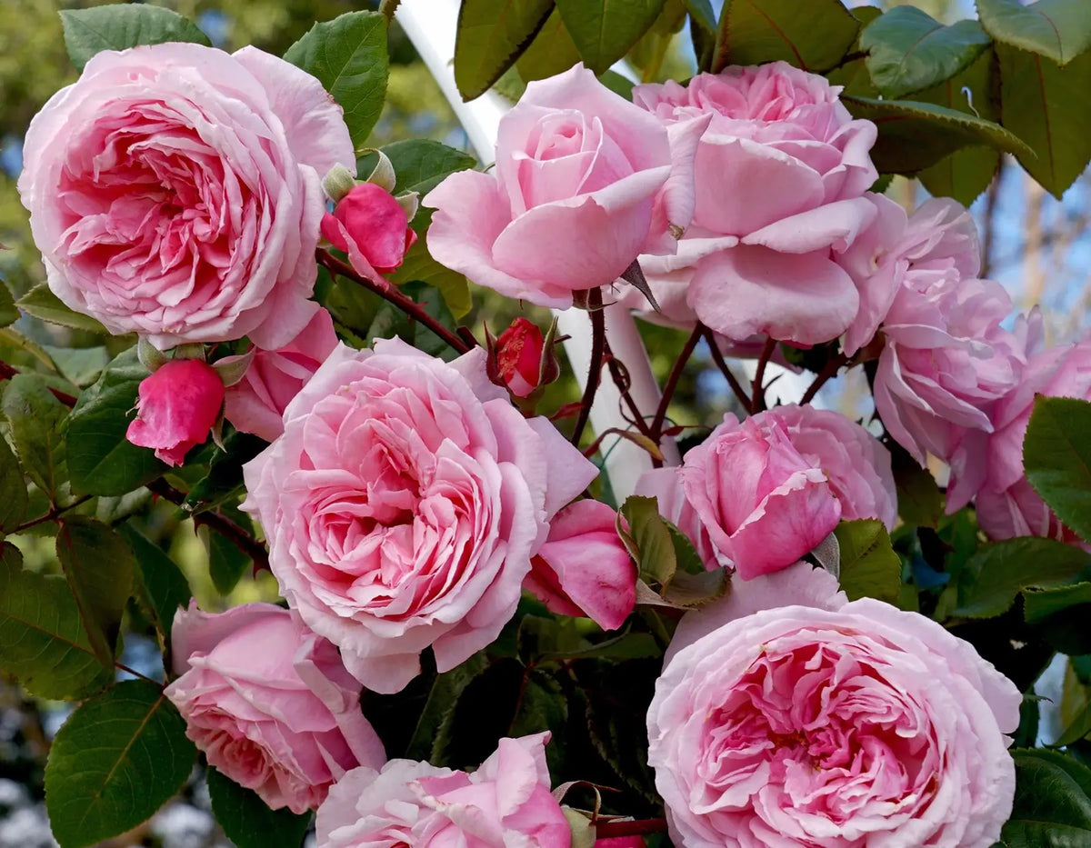 Kiss Me Kate Arborose® Climbing Rose