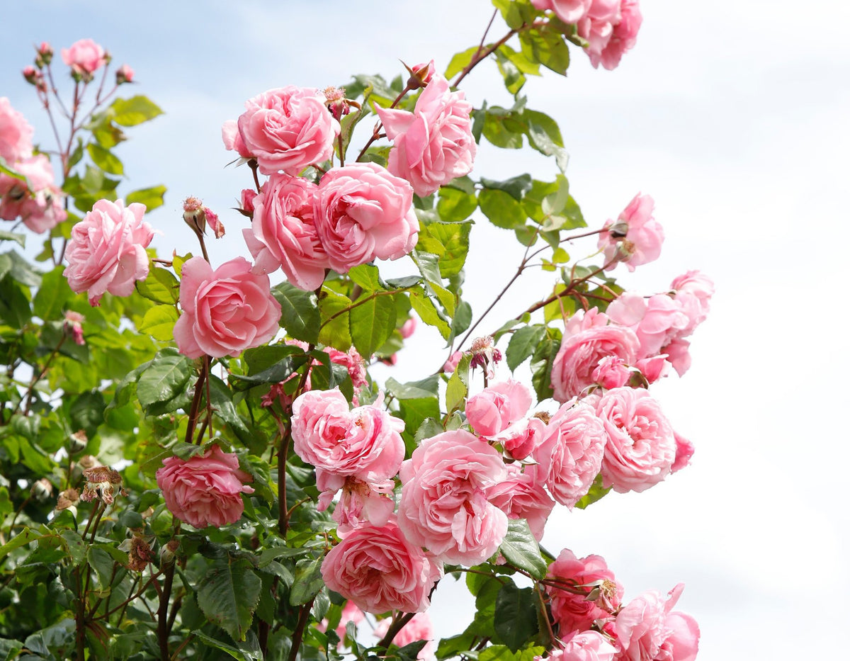 Kiss Me Kate Arborose® Climbing Rose