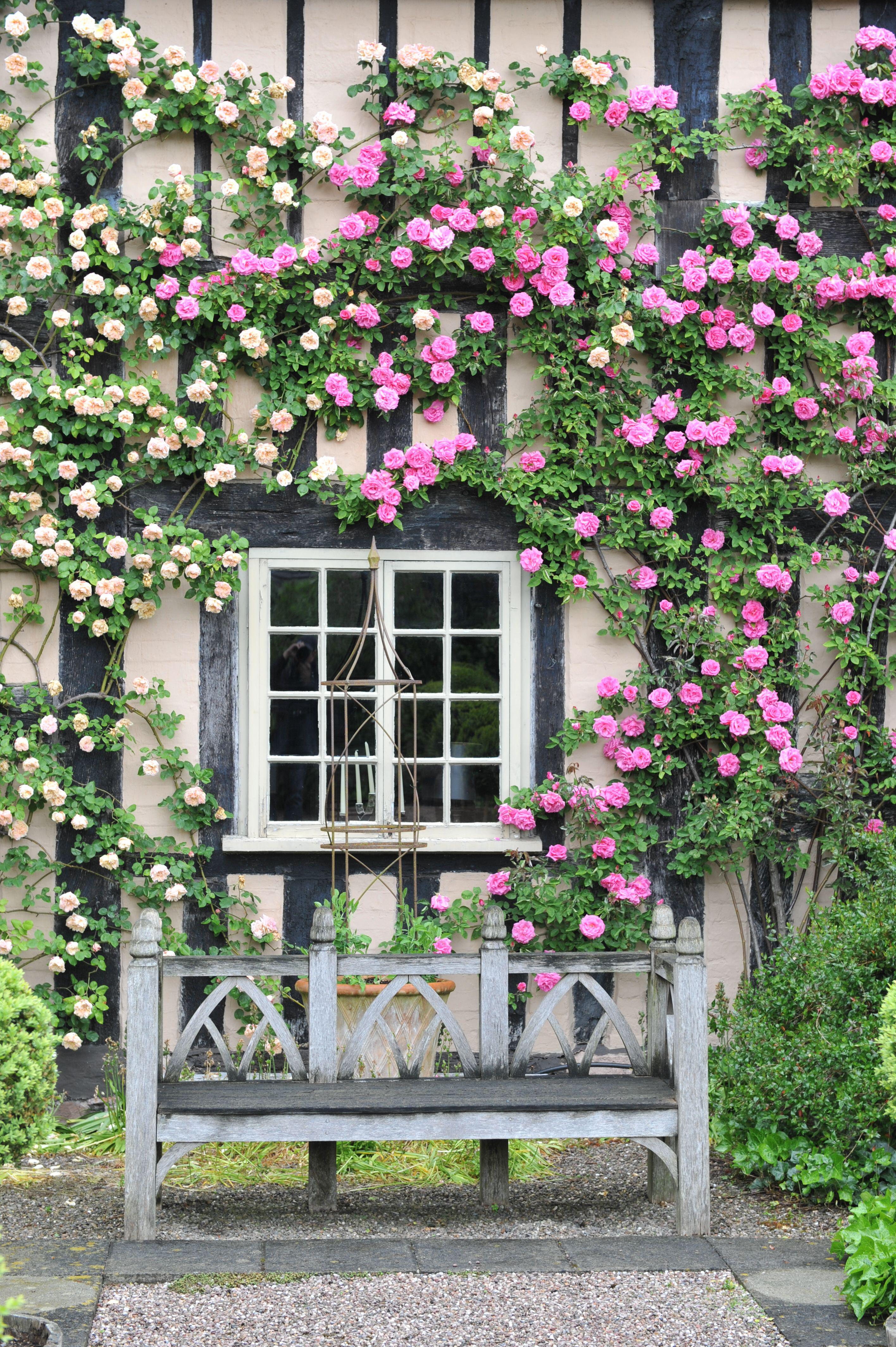 Zéphirine Drouhin Climbing Rose